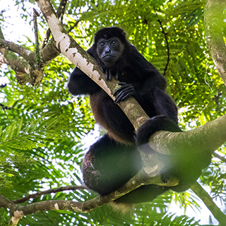 La Selva - Mantled howler monkey